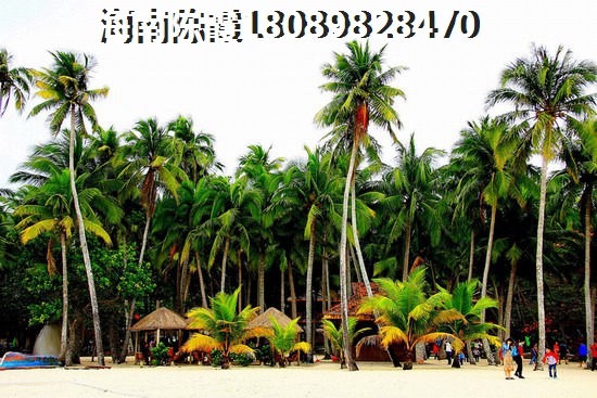 海南中商海花东岸抢手的原因是什么？